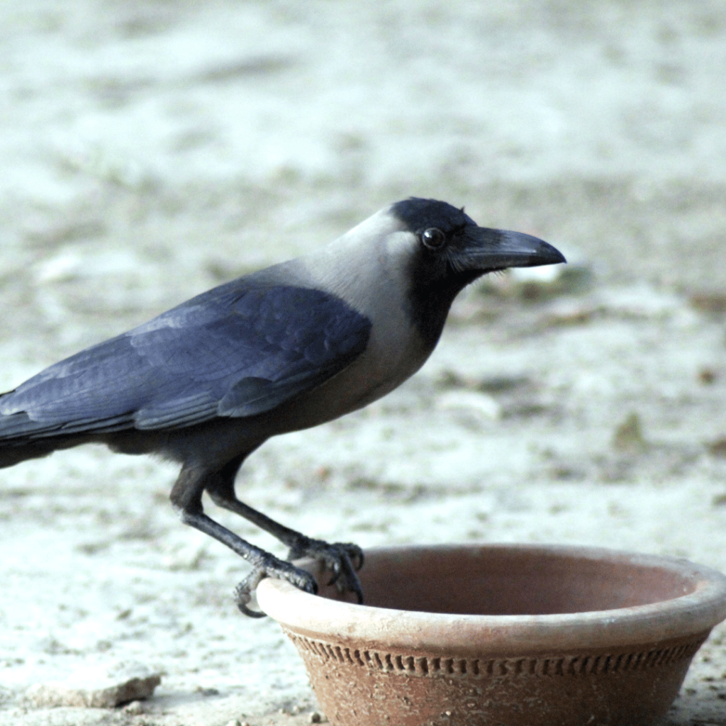 bird sitting on vase